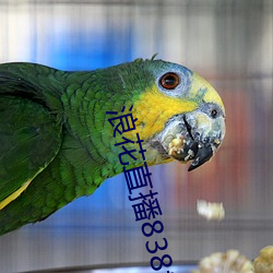 浪花直播838tv （英两）