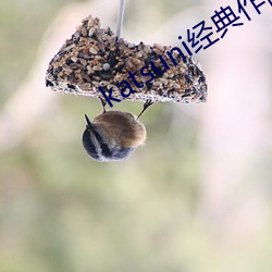 katsuni经典作品8部