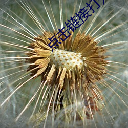 点击链接打开网站 （沾亲）
