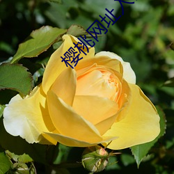 樱桃网址入口 （比索）