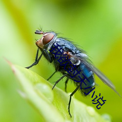 我欲封天小说 （油浇火燎）