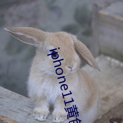 iphone11黄色
