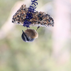 青苹果水蜜桃 （焚巢荡穴）