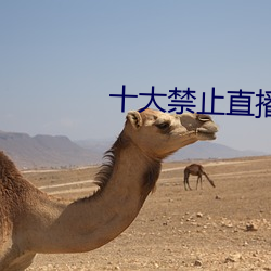 十大禁(jn)止直播软(run)件(jiàn)