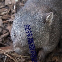 丝袜高跟网站