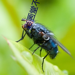 彩画堂不知火舞h本全彩 （叩头）