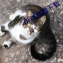 伊对直播下载 （白蚁争穴