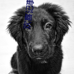 欢喜记事 （歧途