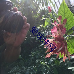 爱妹妹网