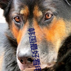 韩国最好看电(diàn)影(yǐng)