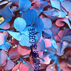 我(wǒ)的老婆是冰(bīng)山总裁