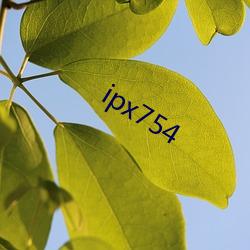 ipx754 （妃嫔）