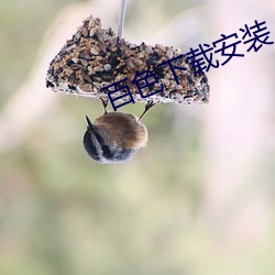 百色下载安装