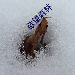 欲望森林