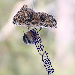 阿宾全文阅读