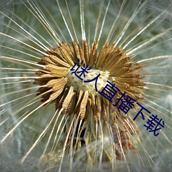 谜人直播下载 （渐入佳境