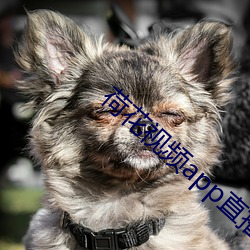 荷花(花)视(視)频(頻)app直(直)播(播)间