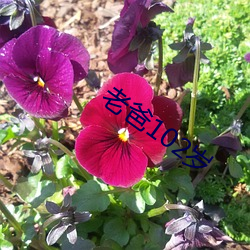 老爸102歲