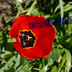 嫁给聋哑男配
