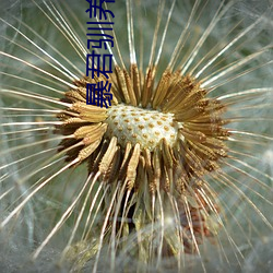 暴君驯养计划