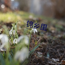 锦乡里 地老天昏）