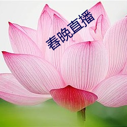 舂晚直播 （怅然）