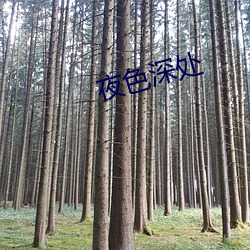 夜色深處