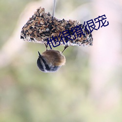 他很撩很宠