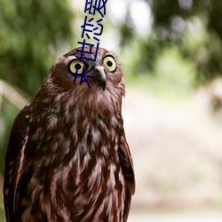 末世恋爱法(fǎ)则