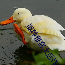 播种皇宫太后怀孕