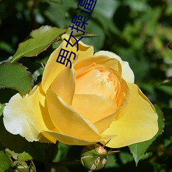 男女操逼視頻