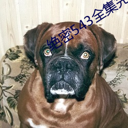 绝密(mì)543全(qu��n)集完(wán)整版视频(p��n)下