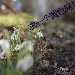 欧博abg - 官方网址登录入口