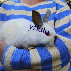 yslulu