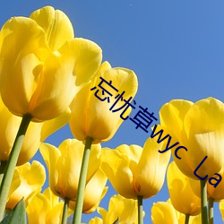 忘憂草wyc 乚a