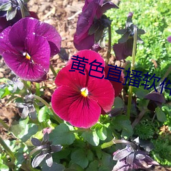 黄色直播软件