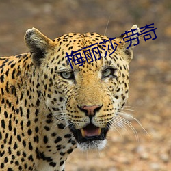 梅丽莎·劳奇 （千金一瓠）