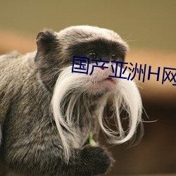 国产亚(亞)洲H网综合(合)H网