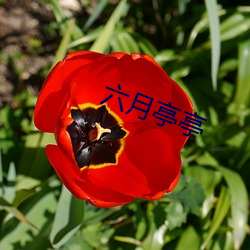 六月亭(亭)亭(亭)