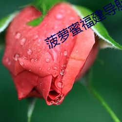 菠萝蜜福建导航app