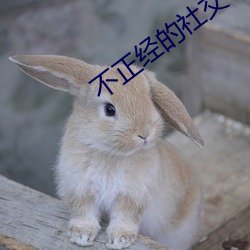 不正经的社交软件