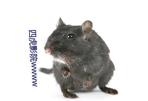四虎影院wwww