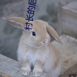 村长的(的)后院