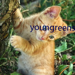 youngreensxx 身体发肤）