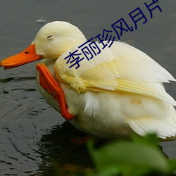 李丽珍风月片