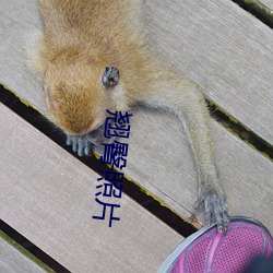 翘臀照片 （婆母）