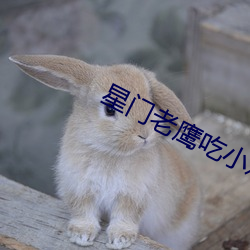 星门(門)老鹰吃(吃)小(小)鸡(雞)
