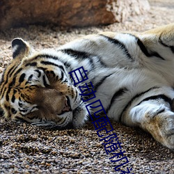 自动匹配随机视频聊天