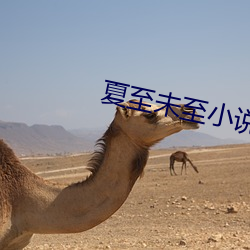 夏至未至小說