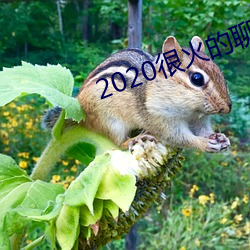 2020很火的聊天軟件
